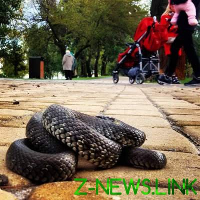 Жителей Киева перепугала огромная змея