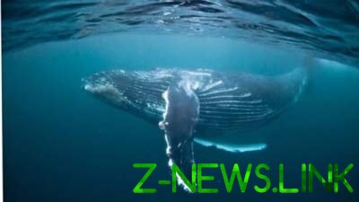 Ученые назвали главную причину вымирания китов