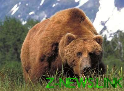 В России бурый медведь разгуливал по рынку