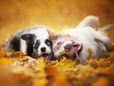 Пятнадцать смешных доказательств, что животные тоже любят осень