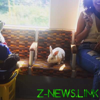 Сеть в восторге от белого кролика, катавшегося в метро «зайцем»