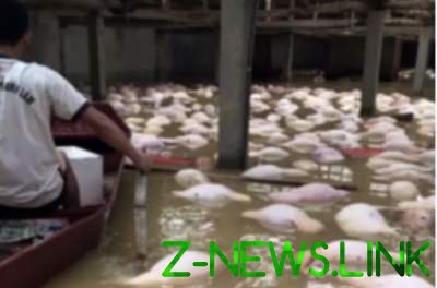 Сотням свиней пришлось вплавь спасаться от наводнения. Видео