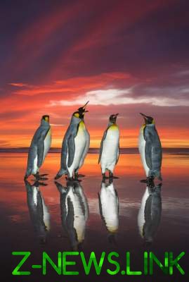 Захватывающие снимки королевских пингвинов на рассвете. Фото