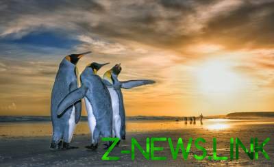 Захватывающие снимки королевских пингвинов на рассвете. Фото