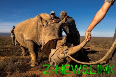 Вопиющие кадры охоты за рогом носорога. Фото