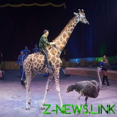 В известном цирке "Кобзов" умер пятиметровый жираф
