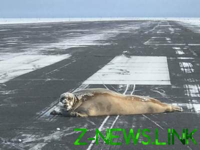 200-килограммовый тюлень остановил работу аэропорта