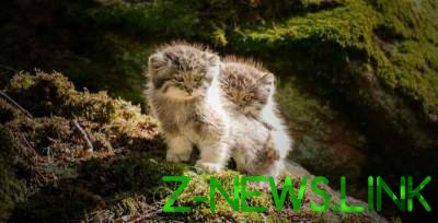 Манулы: дикие кошки с неподражаемой мимикой. Фото