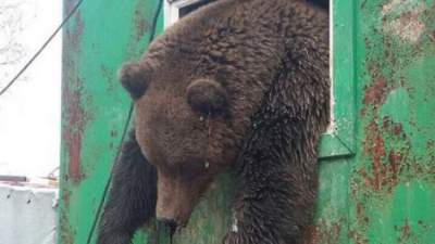 В России застрявшего в окне медведя вытаскивали «КамАЗом»
