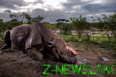 Вопиющие кадры охоты за рогом носорога. Фото