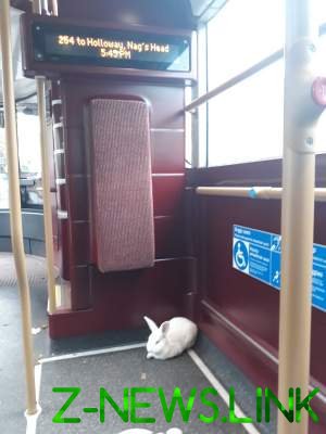 Сеть в восторге от белого кролика, катавшегося в метро «зайцем»