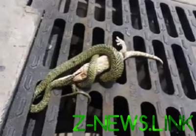 Кадры смертельной схватки геккона с ядовитой змеей. Видео 