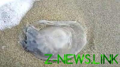 Туристы обнаружили на берегу Азовского моря жуткое создание. Видео