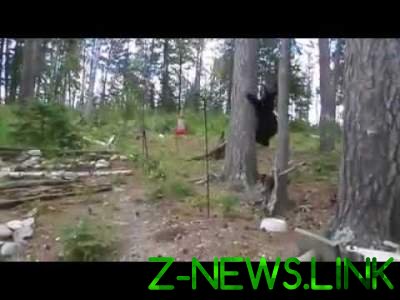 Хохма дня: кот заставил медведя забраться на дерево	