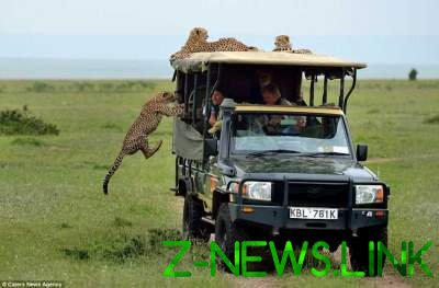 Вот это сафари: гепард запрыгнул в джип к туристу. Фото