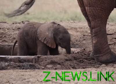 Спасение слоненка в Индии. Видео