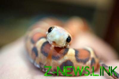 Змеи могут быть очень милыми: доказано этими снимками. Фото