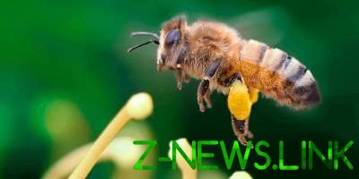 Ученые выявили неожиданное сходство пчел с людьми 