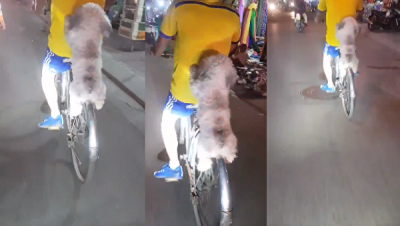 Собака, проехавшаяся на заднем колесе велосипеда, умилила Сеть