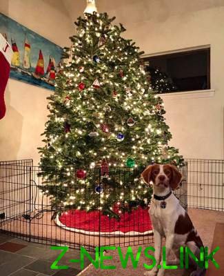 Веселые способы защитить праздничную елку от котов и собак