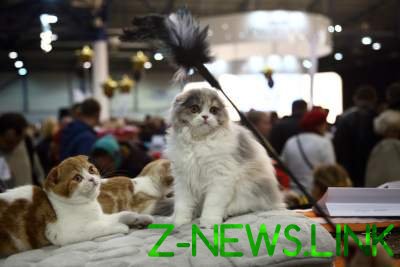 В Киеве открылась грандиозная выставка котов 