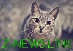 Японка погибла загадочной смертью: винят кошку 