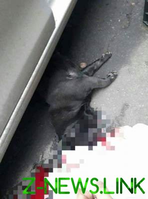 В Киеве 5-летний мальчик за рулем авто сбил собаку