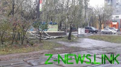 Из-за непогоды в Киеве массово валятся деревья