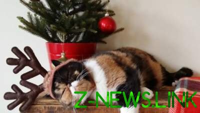 Веселые способы защитить праздничную елку от котов и собак