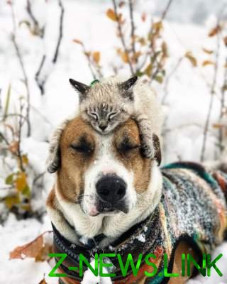 Мимишность зашкаливает: кот и пес путешествуют вместе. Фото