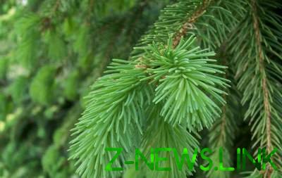 В Украине начались продажи новогодних елок