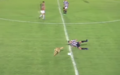 Смешно до слез: пес, выбежавший на поле, сбил футболиста с ног