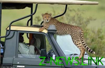 Вот это сафари: гепард запрыгнул в джип к туристу. Фото
