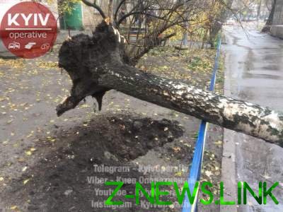 В Киеве на припаркованный автомобиль рухнуло дерево