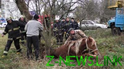 "Пленник канализации": в Житомире конь провалился в сточную яму 