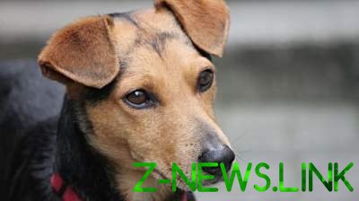Харьковчанина посадили на три года за убийство собаки
