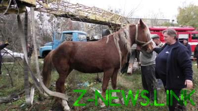 "Пленник канализации": в Житомире конь провалился в сточную яму 