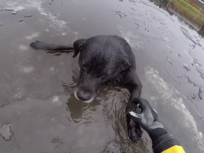 Англичанка мужественно спасла пса, застрявшего в ледяной реке. Видео