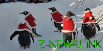 Пингвинов нарядили в костюмы Санты