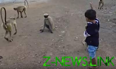 Мимишность зашкаливает: дружба малыша и обезьян растрогала Сеть. Видео