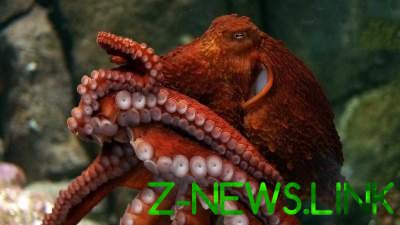 Ученые обнаружили уникального гигантского осьминога 