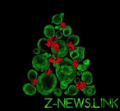 Ученым удалось создать "елку" из стволовых клеток
