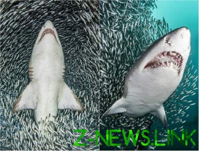 Тигровые акулы стали героинями завораживающих снимков. Фото