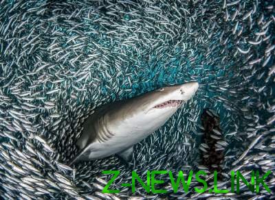 Акулы проплывают через косяк рыб - впечатляющие кадры. Фото