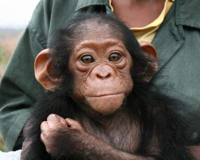 Ученые выяснили, что роднит человека и шимпанзе