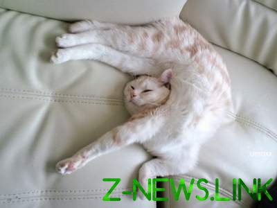 Двадцать пять доказательств, что коты могут спать везде
