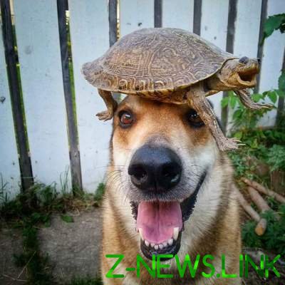 Забавный пес, который может держать на голове различные предметы