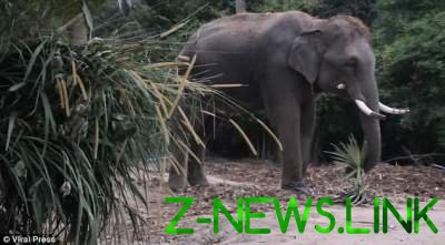 В Таиланде из-за неадекватных туристов слон затоптал гида