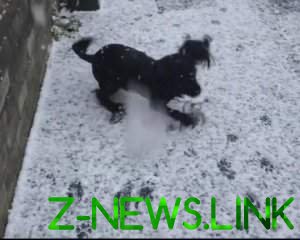 Щенок Трюфель повеселил Сеть реакцией на снег