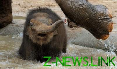Рождение слоненка в зоопарке Бельгии. Видео